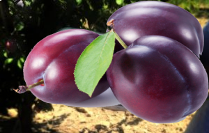 Turkish Plum